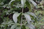 Joe Pye weed